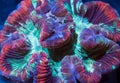 Rainbow Wellsophyllia Brain Coral