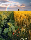 Rainbow in a wheat field