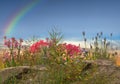 Rainbow and  wild flowers and herbs on sunset on field  pink blue yellow cloudy sky sun light reflection  nature background Royalty Free Stock Photo