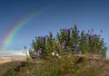 Rainbow and  wild flowers and herbs on sunset on field  pink blue yellow cloudy sky sun light reflection  nature background Royalty Free Stock Photo