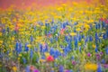 Rainbow wildflowers in spring