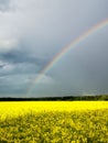 Rainbow in a yellow rape field Royalty Free Stock Photo