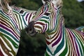 Rainbow Zebra playing