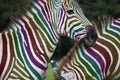 Rainbow Zebra