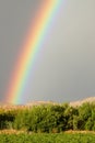 Rainbow zoom over grape vineyards Royalty Free Stock Photo