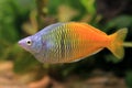 Rainbowfish male in aquarium
