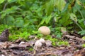 Raincoat mushrooms in the forest Royalty Free Stock Photo