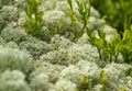 Raindeer moss with blueberry plant in mountains of Siberia with softfocus