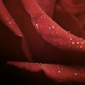 Raindrip Rose in detail