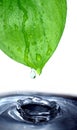 Raindrop Royalty Free Stock Photo