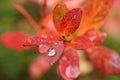 Raindrop On Autumn Leaf