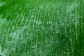 Raindrop on banana leaf , wallpaper background nature theme photo