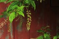 Raindrop at the bottom of a cluster of unripe Pokeweed berries