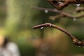 Raindrop on a branch in autumn