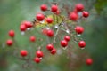 Raindrop on a branch with red berries
