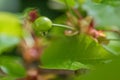 Raindrop. Cherry ripens on a green tree in the summer. Fruit on the branch in the garden. Nature blurred green background.