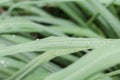 Citronella Royalty Free Stock Photo