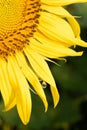 A raindrop cllngs to the petals of a bright yellow sunflower, showing a reflection of the sunflower field in summer