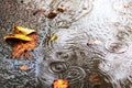 Raindrop fall in puddle. rainy day weather. Mainly cloudy dull gray murky autumn day Royalty Free Stock Photo