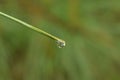 Raindrop falling from pine needle