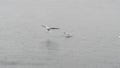 Raindrop falling and seagulls swimming on the sea water during rainy season