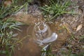 Raindrop falling into a small puddle and creating a small water dome Royalty Free Stock Photo