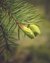 Raindrop on fir tree bud. Royalty Free Stock Photo