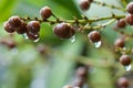 Raindrop on fruit of agavaceae Royalty Free Stock Photo