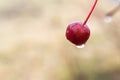 Raindrop on the fruit of Crabapple, Malus or Wild apple, tree on a rainy autumn morning