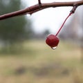 Raindrop on the fruit of Crabapple, Malus or Wild apple, tree on a rainy autumn morning