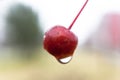 Raindrop on the fruit of Crabapple, Malus or Wild apple, tree on a rainy autumn morning