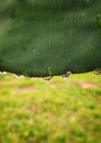 Raindrops on green leaf Royalty Free Stock Photo
