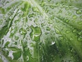 Raindrop on green leaves nature background Royalty Free Stock Photo