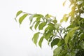 Raindrop on green leaves. Royalty Free Stock Photo