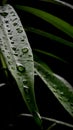 Raindrop green professional Royalty Free Stock Photo