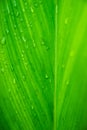 raindrop on green tropical leave background Royalty Free Stock Photo