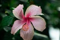 raindrop on hibiscus rosa flower