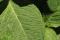 Raindrop leaf Royalty Free Stock Photo
