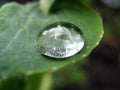 Raindrop on leaf. Close up