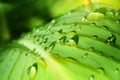 Raindrop on the leaf