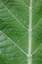 Raindrop and Leaf