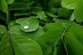 Raindrop on the leaf of sickle senna plant during rainy season. Used selective focus Royalty Free Stock Photo