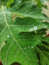 Raindrop on leave