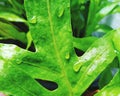 Raindrop on leaves of houseplant