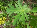 Raindrop on papaya leaf. Royalty Free Stock Photo