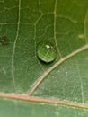 A raindrop on a pepaya leaf water close-up Royalty Free Stock Photo