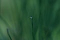 Raindrop on the piece of horsetail plant (equisetum) with the dark green background Royalty Free Stock Photo