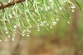 Raindrop on the pine branch