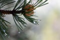 Raindrop on pine leaf and pine fruit. Blurred background