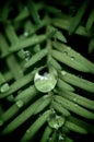 Raindrop on a pine needle